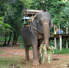 Остров Краби, Тайланд