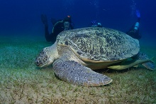 Марса Алам, Египет