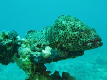 Марса Алам, Египет