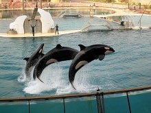 Жуан ле Пен, Франция