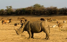 Крюгер парк, ЮАР