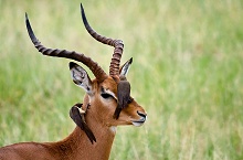 Крюгер парк, ЮАР