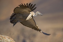 Драконовы горы (Дракенсберг), ЮАР