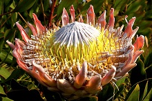 Драконовы горы (Дракенсберг), ЮАР