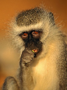 Ливингстон и Водопад Виктория, Замбия