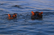 Ливингстон и Водопад Виктория, Замбия