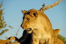 Водопад Виктория и Национальный парк, Зимбабве