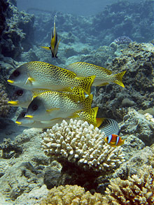 Шарм Эль Шейх, Египет