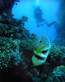 Шарм Эль Шейх, Египет