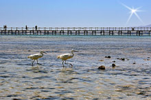 Шарм Эль Шейх, Египет