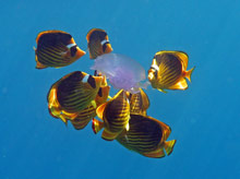 Шарм Эль Шейх, Египет