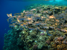 Шарм Эль Шейх, Египет