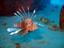 Шарм Эль Шейх, Египет