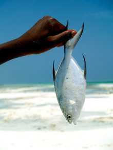 Остров Занзибар, Танзания