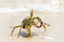 Остров Занзибар, Танзания