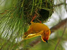Остров Занзибар, Танзания