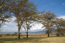 Заповедник Нгоронгоро, Танзания