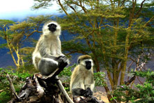 Заповедник Нгоронгоро, Танзания