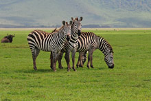 Заповедник Нгоронгоро, Танзания