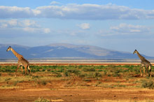 Заповедник Нгоронгоро, Танзания
