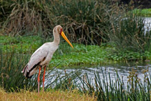 Заповедник Нгоронгоро, Танзания