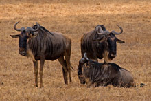 Заповедник Нгоронгоро, Танзания