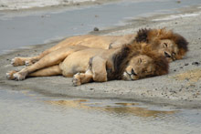 Заповедник Нгоронгоро, Танзания