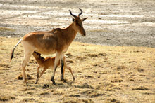Заповедник Нгоронгоро, Танзания