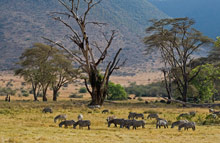 Заповедник Нгоронгоро, Танзания