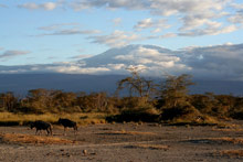 Национальный парк Килиманджаро, Танзания