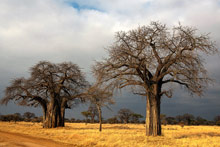 Национальный парк Тарангире, Танзания