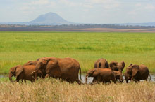 Национальный парк Тарангире, Танзания
