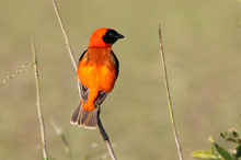 Национальный парк Тарангире, Танзания