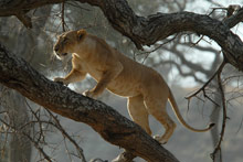 Национальный парк Тарангире, Танзания