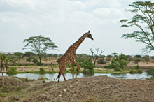 Национальный парк Тарангире, Танзания