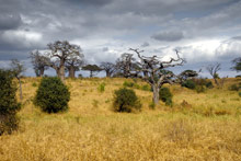 Национальный парк Тарангире, Танзания