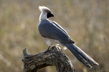 Национальный парк Тарангире, Танзания