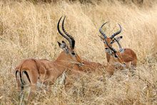 Национальный парк Тарангире, Танзания