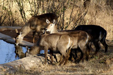 Национальный парк Тарангире, Танзания