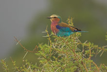 Национальный парк Тарангире, Танзания