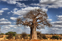 Национальный парк Тарангире, Танзания