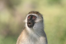 Национальный парк Тарангире, Танзания