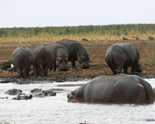 Национальный парк Тарангире, Танзания