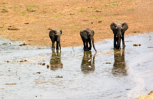 Национальный парк Тарангире, Танзания