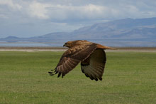 Озеро Маньяра, Танзания
