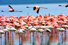 Озеро Маньяра, Танзания