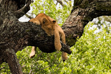 Озеро Маньяра, Танзания