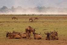 Озеро Маньяра, Танзания