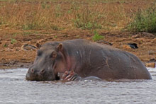 Озеро Маньяра, Танзания