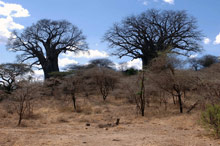 Озеро Маньяра, Танзания